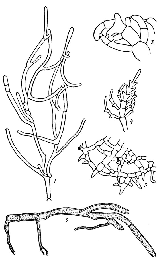 . 19.40.  Siphonophyceae: 1, 2 - Cladophoropsis fasciculatus (Kjellm.) Borg. (1 -   , 2 -      ); 3 - Struvea sp.,  ; 4 - Bodlea sp.,  ; 5 - Microdictyon sp.,  