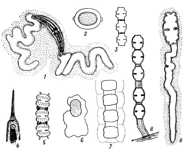 . 19.50.    Desmidiales: 1 - Closterium sp.: 2 - Desmidium cylindricum Grev.; 3 - Spondyloslum pulchellum Arch.; 4 - Closterium moniliferum (Bory) Ehr.; 5 - Teilingia filiformis (Ehr.) Bourr.; 6 - Cosmarium pseudoconnatum Nordst.; 7 - Hyalotheca dtssiliens (Smith) Breb.; 8 - Cosmarium ruttneri Krieg.; 9 - Euastrum oblofigum (Gfev.) Ralfs