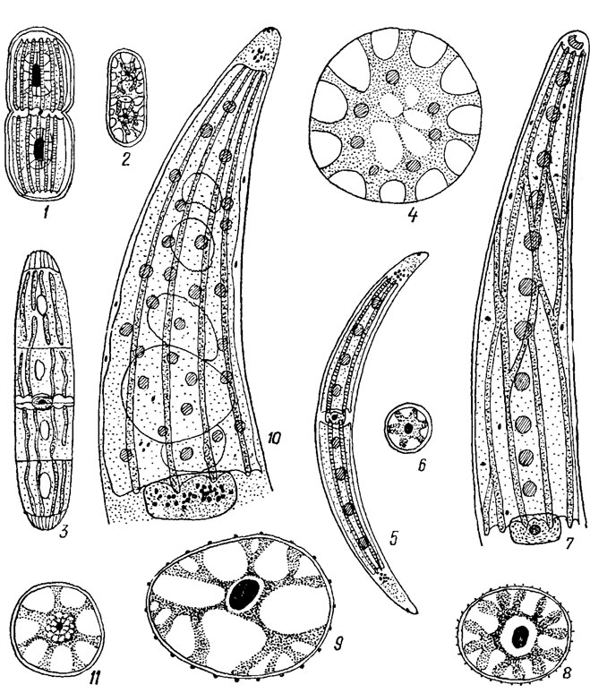 . 19.51.  Desmidiales: 1 - Actinotaenium rufescens (Cleve) Teil.; 2 - Penium phymatosporum Nordst.; 3, 4 - P. spirostriolatum Barker (3 -  , 4 -  ); 5, 6 - Closterium dianae Ehr. (5 -  , 6 -  ); 7, 8 - . striolatum Ehr. (7 -  , 8 -  ); 9 - . costatum Corda; 10, 11 - . ehrenbergii Menegh. (10 -  ; 11 -  )