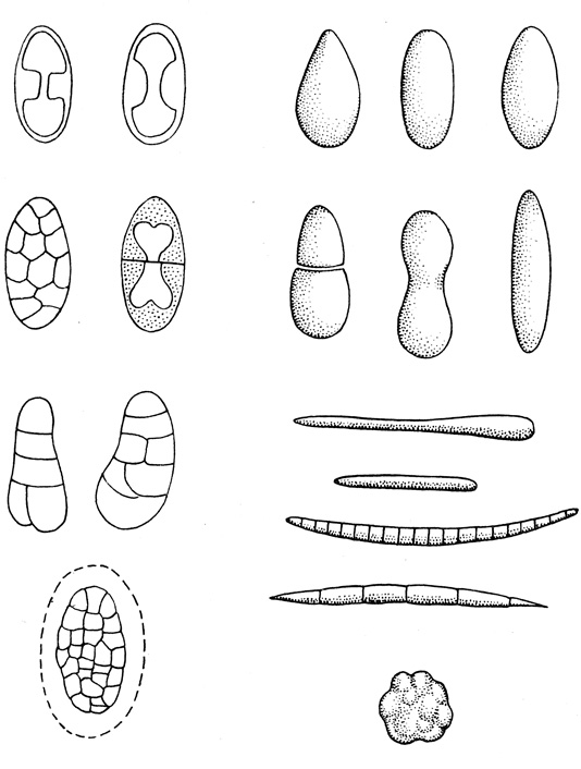 Рис. 7. Различные формы и строение спор лишайников
