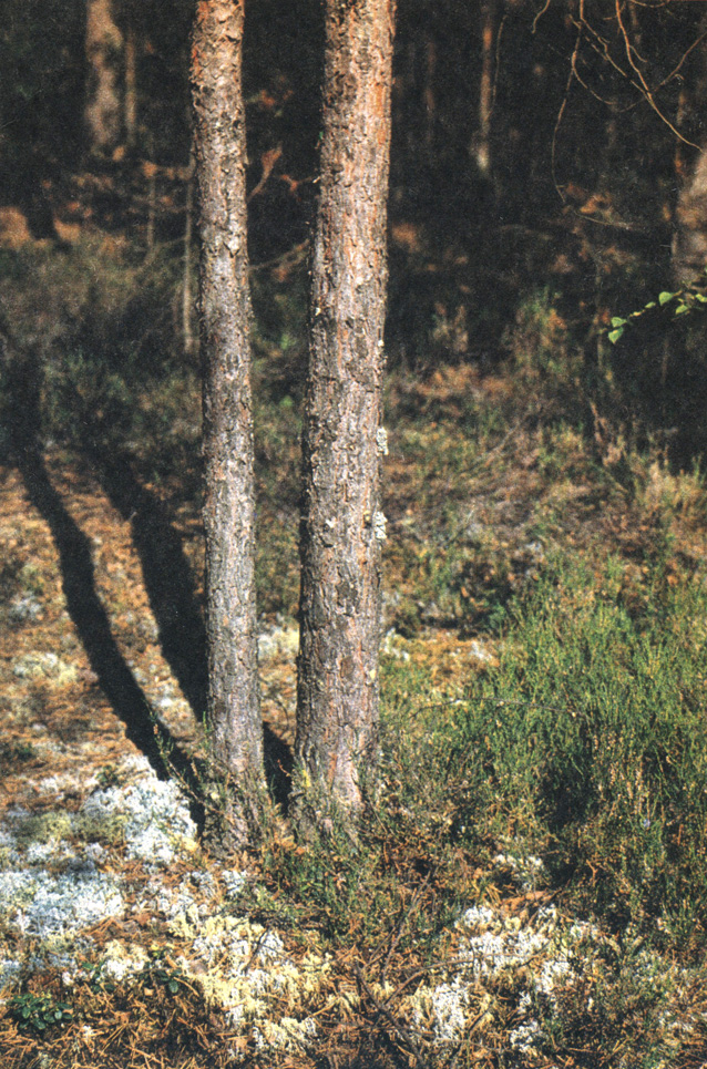 Бор-беломошник. Фото автора
