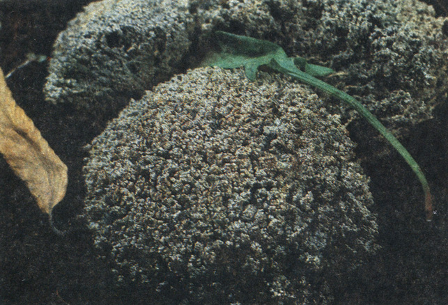 Стереокаулон везувианский образует плотные подушки, похожие на ежиков. Фото В. Маншеньюана