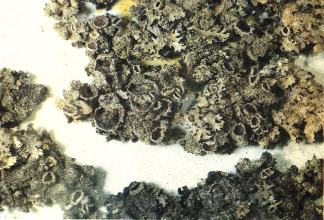 Пармелия скальная обладает способностью накапливать серу, поглощая сернистый газ из атмосферы. Фото В. Маншеньюана