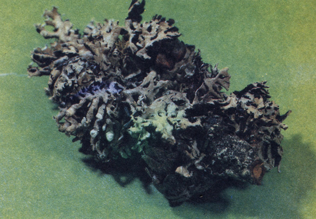 Цетрария сизая - один из самых чувствительных к загрязнению видов лишайников. Фото В. Маншеньюана
