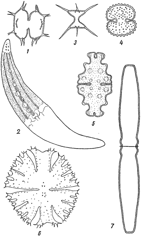 . 1.   . 1 - Xanthidium antilopaeum var. polymazum. 2 - Closterium moniliferum. 3 - Staurastrum curvatum. 4 - Cosmarium reniforme. 5 - Euastrum affine. 6 - Micrasterias apiculata. 7 - Pleurotaenium trabecula