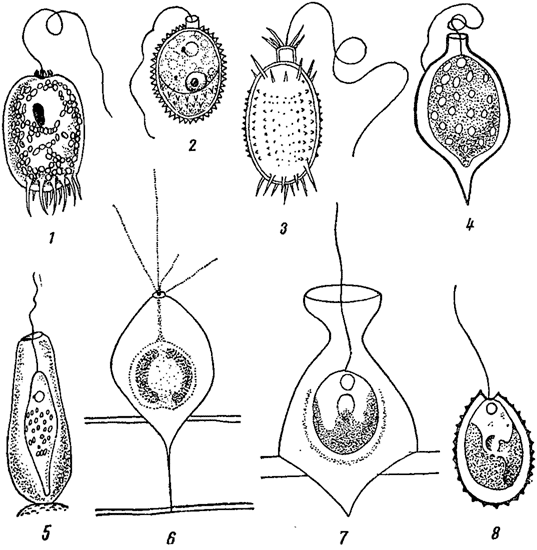. 7.   . 1 - Trachelomonas armata. 2 - Tr. hispida. 3 - Tr. mirabilis. 4 - Strombomonas acuminata var. verrucosa. 5 - Ascoglena vaginicola. 6 - Chrysopyxis stenostoma. 7 - Chr. cyathus. 8 - Chrysococcus ornatus