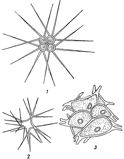 . 8.  . 1 - Richteriella botryoides. 2 - Tetraedron spinulosum. 3 - Sorastrum spinulosum