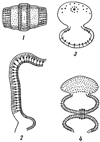 . 17.       . 1 - Gomnozyga moniliformis. 2 -    Micrasterias. 3 - Coemocladium saxonicum. 4 - Sphaerozosma