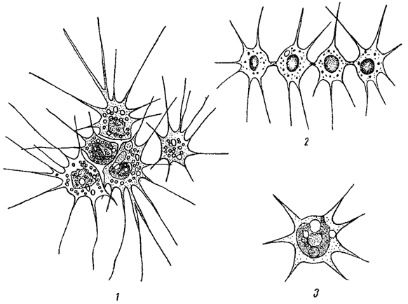 . 24.  ()    . 1 - Rhizachrysis Scherfelii. 2 - Chrysidiastrum caiemlum. 3 - Chrysamoeba radians