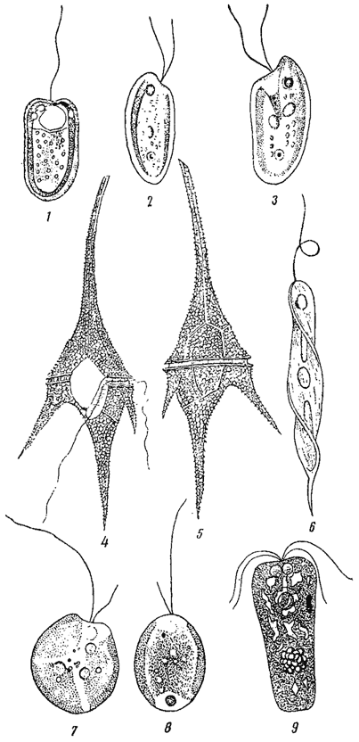 . 25.  . 1 -   Microglena punctifera. 2, 3 -   Cryptomonas erosa (  ). 4, 5 -   Ceratium hirundinella (  ). 6 -   Euglena tripteris. 7, 8 -  ()  Chlorokardion pleurochloron (  ). 9 -   Pyramidomonas reticulata