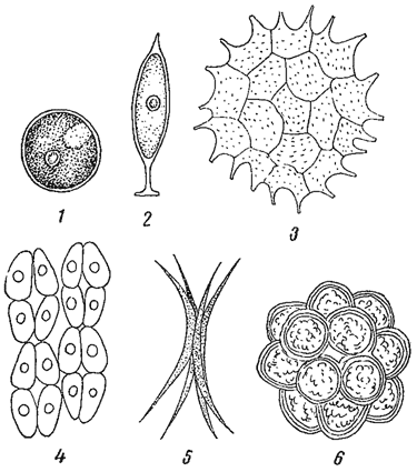 . 29.     . 1 - Chlorococcum humicola. 2 - Characium Braunii. 3 - Pediastrum Boryanum. 4 - Crucigenia rectangularis. 5 - Anhistrodesmus falcatus. 6 - Coelastrum microporum
