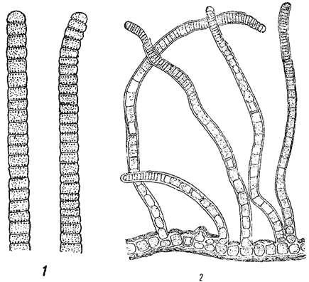 . 30.     . 1 - Oscillatoria tenuis. 2 - Hapalosiphon fontinalis