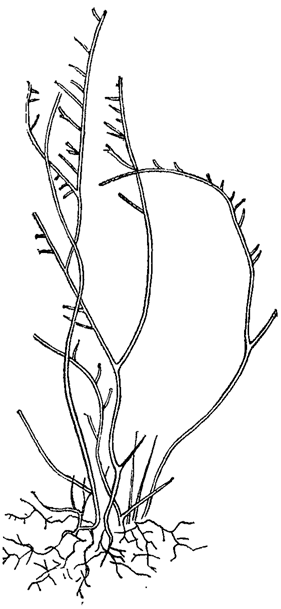 . 35.  ()     Stigeoclonium tenue