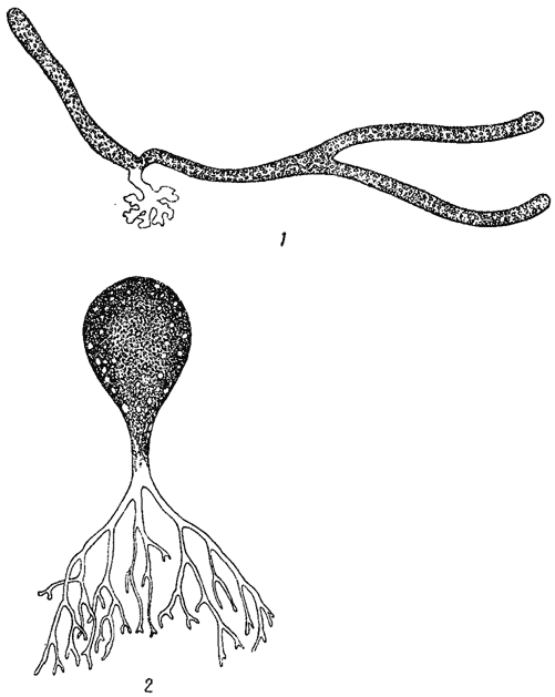 . 38.  . 1 -     Vaucheria sessilis. 2 -   Botrydiwn granulatum