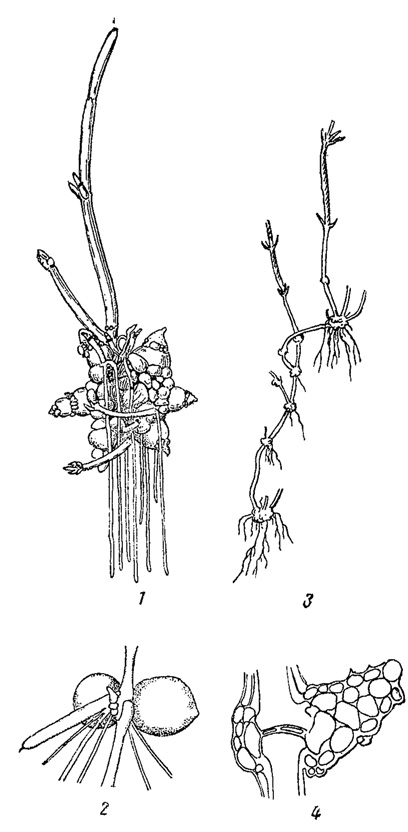 . 46.     . 1 -   Nitellopsis obtusa. 2 -   Chara aspera. 3 -    Ch. baltiea  . 4 -   Ch. baltica   