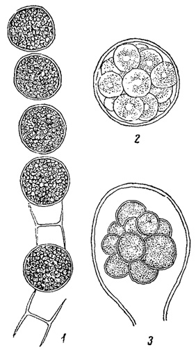 . 49.     . 1 - Microspora Willeana. 2 - Trebouxia cladoniae. 3 - Prolosiphon botryoides