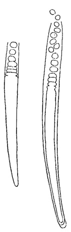 . 53.      Chamaesiphon curvatus