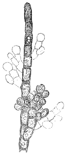 . 54.    Batrachospermum anatinum