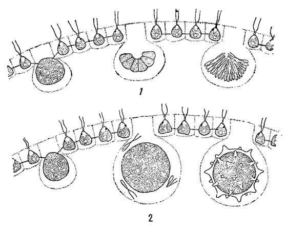 . 57.    . 1, 2 - Phyllobium dimorphum: 1 -  , 2 -  . 3 - Eudorina elegans (,    )