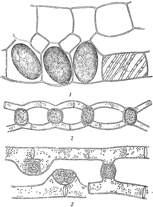 . 63.    . 1 - Spirogyra Reinhardii. 2 - Mougeotia calcarea. 3 - M. mirabilis