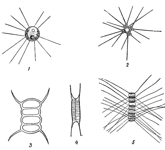 . 70.  ,  . 1-3 -  : 1 - Golenkinia radiata, 2 - Richteriella botryoides, 3 - Scenedesmus quadricauda. 4-5 -  : 4 - Attheya Zachariasii, 5 - Cyclotella chaetoceros