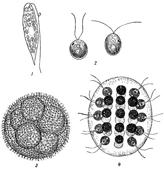 . 73. ,   ' '. 1 - Euglena proxima. 2 - Chlamydomonas Reinhardii. 3 - Volvox aureus. 4 - Eudorina elegans