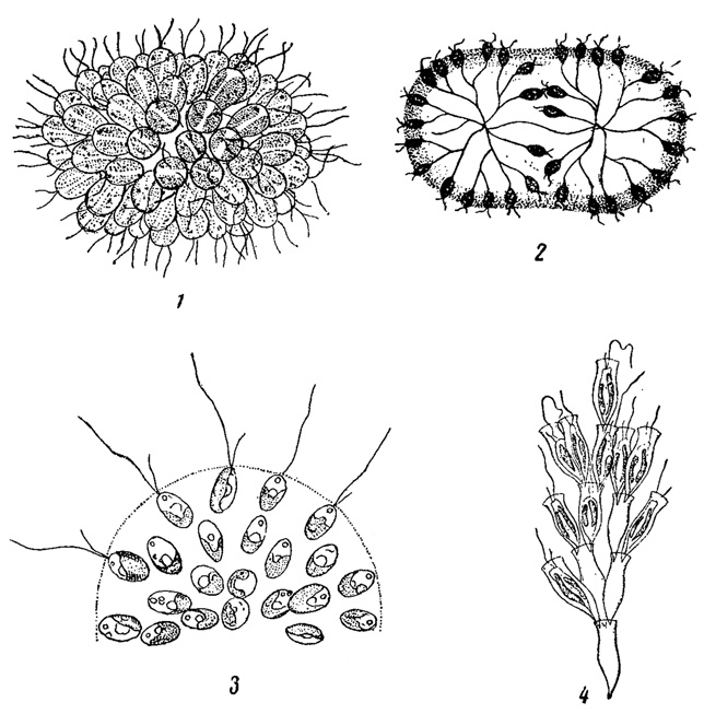 . 74. ,  - ' '. 1 - Synura uvella. 2 - Uroglena volvox. 3 - Uroglenopsis americana ( ). 4 - Dinobryon sertularia