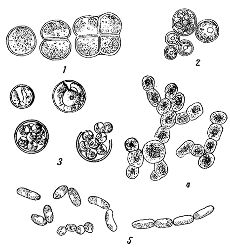 . 79.    . 1 - Pleurococcus vulgaris. 2 - Chlorococcum humicola. 3 - Chlorella vulgaris. 4 - Trentepohlia umbrina. 5 - Stichococcus bacillaris