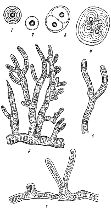 . 80.    . 1-4 - Gloeocapsa rupestris. 5 - Stigonema minutum. 6 - Tolypothrix byssoidea. 7 - Scytonema ocellatum