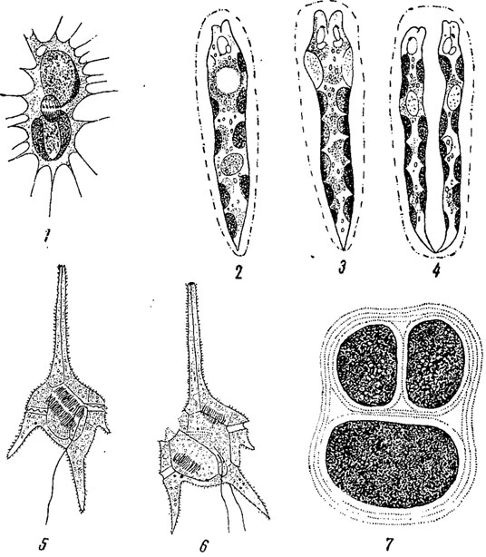 . 42.  -   . 1 -   Rhizochrysis Scherfelii. 2-4 -   Euglena deses. 5-6 -   Ceratium hirundinella. 7 -   Gloeocapsa gigantea