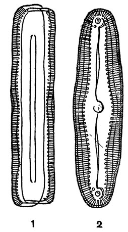 Рис. 7. Пиннулярия: 1 - вид с пояска; 2 - вид со створки