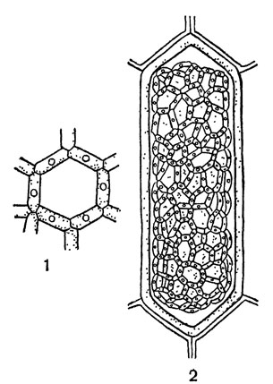 Рис. 61. Гидродикцион: 1 - часть сетки; 2 - крупная клетка с молодой колонией внутри