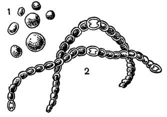 Рис. 67. Носток: 1 - колонии в натуральную величину; 2 - отдельные нити с гетероцистами