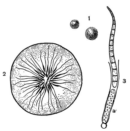 Рис. 68. Глеотрихия: 1 - внешний вид колонии; 2 - колония в разрезе; 3 - отдельная нить с молодой спорой (а)