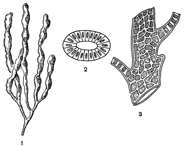 Рис. 78. Энтероморфа: 1 - внешний вид; 2 - поперечный разрез; 3 - крупно часть водоросли