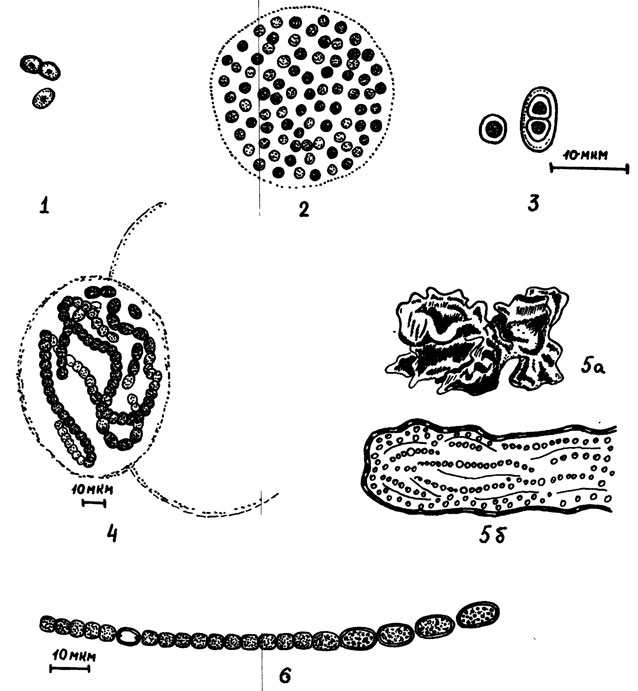 Рис. 1. Синезеленые водоросли: 1 - Synechococcus cedrorum; 2 - Microcystis pulverea; 3 - Gloeocapsa minuta; 4 - Nostos paludosum; 5 - Nostos commune: a - макроскопическое изображение, б - микроскопический разрез; 6 - Anabaena variabilis