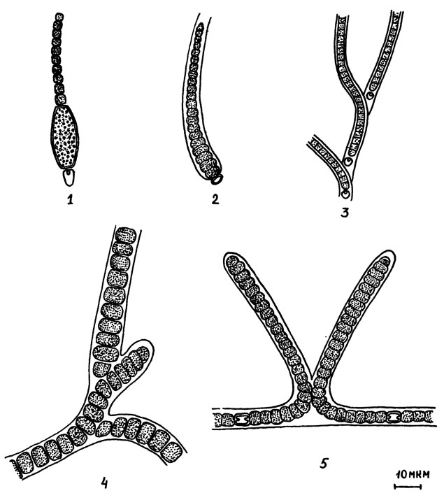 Рис. 2. Синезеленые водоросли: 1 - Cylindrospermum licheniforme; 2 - Calothrix elenkinii; 3 - Tolypothrix tenuis; 4 - Stigonema ocellatum; 5 - Scytonema ocellatum