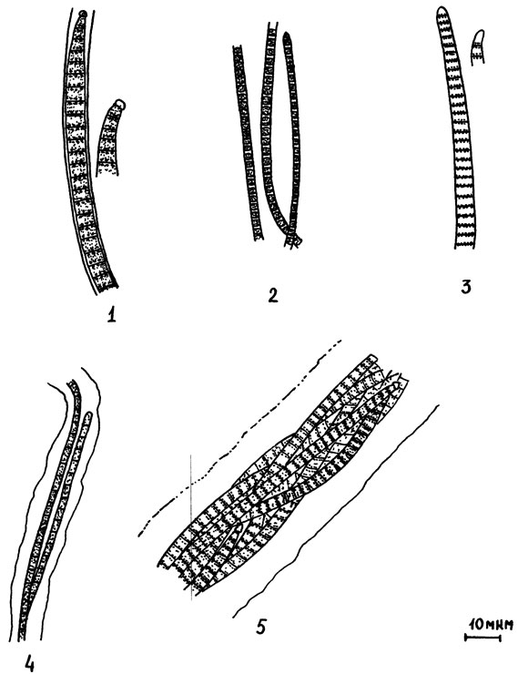 Рис. 3. Сине зеленые водоросли: 1 - Phormidium autumnale; 2 - Ph. foveolarum; 3 - Oscillatoria brevis; 4 - Schizothrix coriacea; 5 - Microcoleus vaginatus