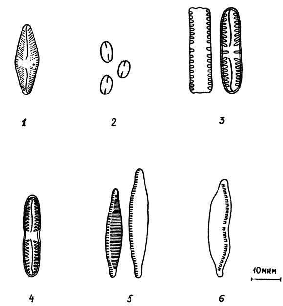 Рис. 4. Диатомовые водоросли: 1 - Navicula mutica; 2 - N. pelliculosa; 3 - Pinnularia borealis; 4 - P. intermedia; 5 - Nitzschia palea; 6 - Hantzschia amphioxys