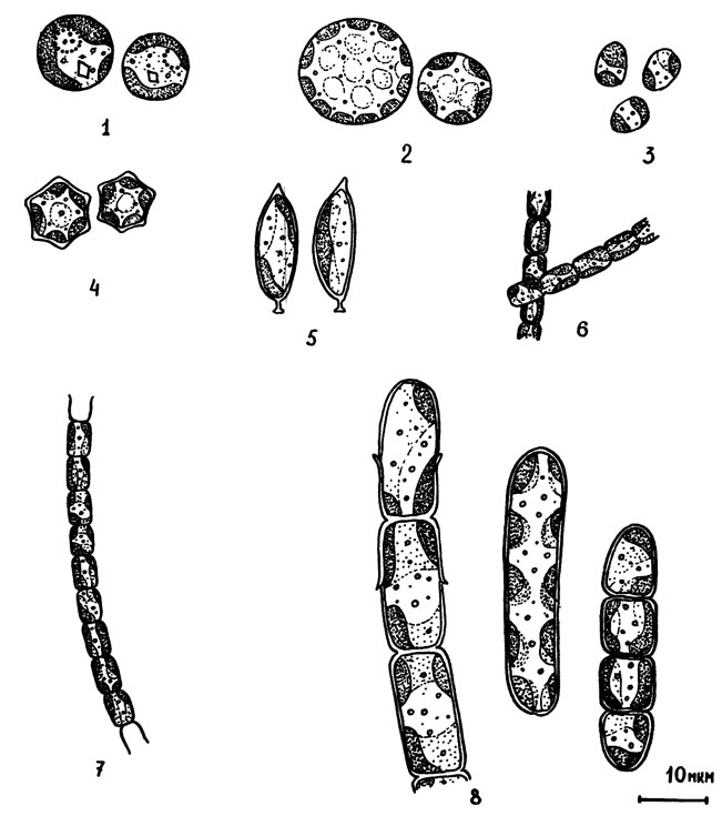 Рис. 5. Желтозеленые водоросли: 1 - Pleurochloris magna; 2 - Botrydiopsis arhiza; 3 - Monodus chodati; 4 - Polyedriella irregularis; 5 - Characiopsis minuta; 6 - Heterothrix exilis; 7 - Tribonema minus; 8 - Bumilleria klebsiana