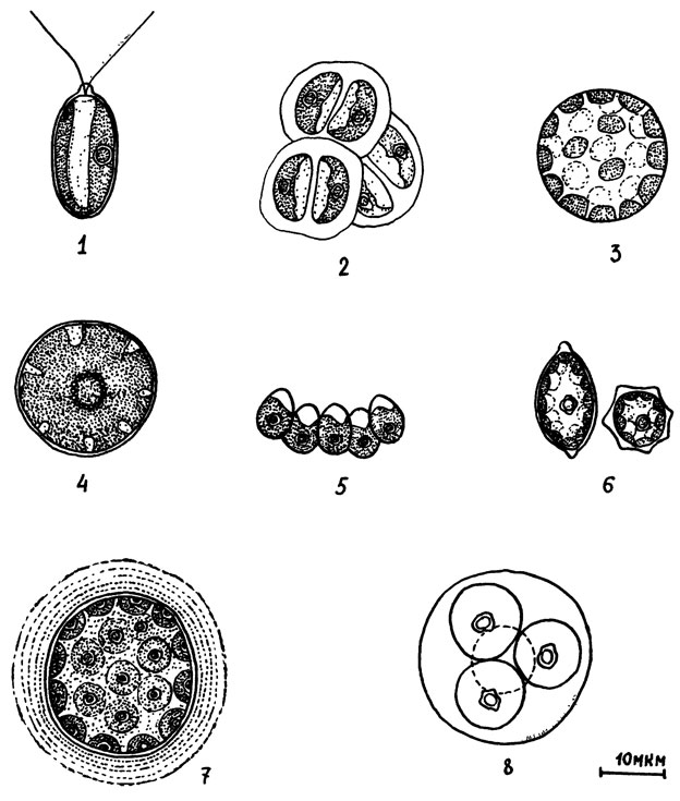 Рис. 6. Зеленые водоросли: 1 - Chlamydomonas elliptica; 2 - Chlamydomonas в пальмеллевидном состоянии; 3 - Bracteacoccus minor; 4 - Radiosphaera sphaerica; 5 - Chloroplana terricola; 6 - Scotiellopsis levicostata; 7 - Planktosphaeria maxima; 8 - Tetracystis sp