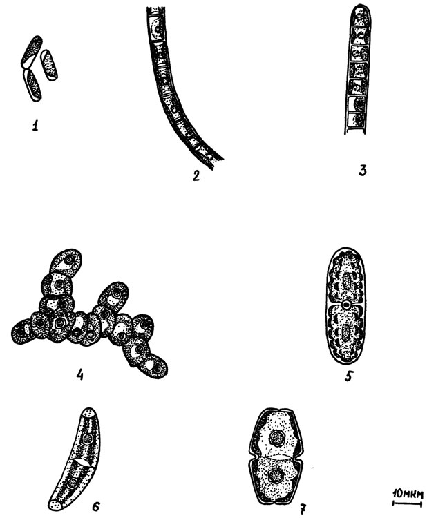Рис. 8. Зеленые водоросли: 1 - Stichococcus minor; 2 - Chlorhormidium flaccidum f. nitens; 3 - Ch. flaccidum f. flaccidum; 4 - Gongrosira terricola; 5 - Cylindrocystis brebissonii; 6 - Closterium pusillum; 7 - Cosmarium anceps